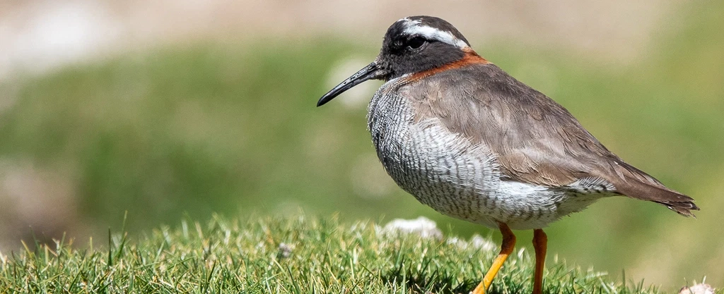 Birding Tour from San Pedro de Atacama: diademed sandpiper-plover, flamingos & rare highland birds.