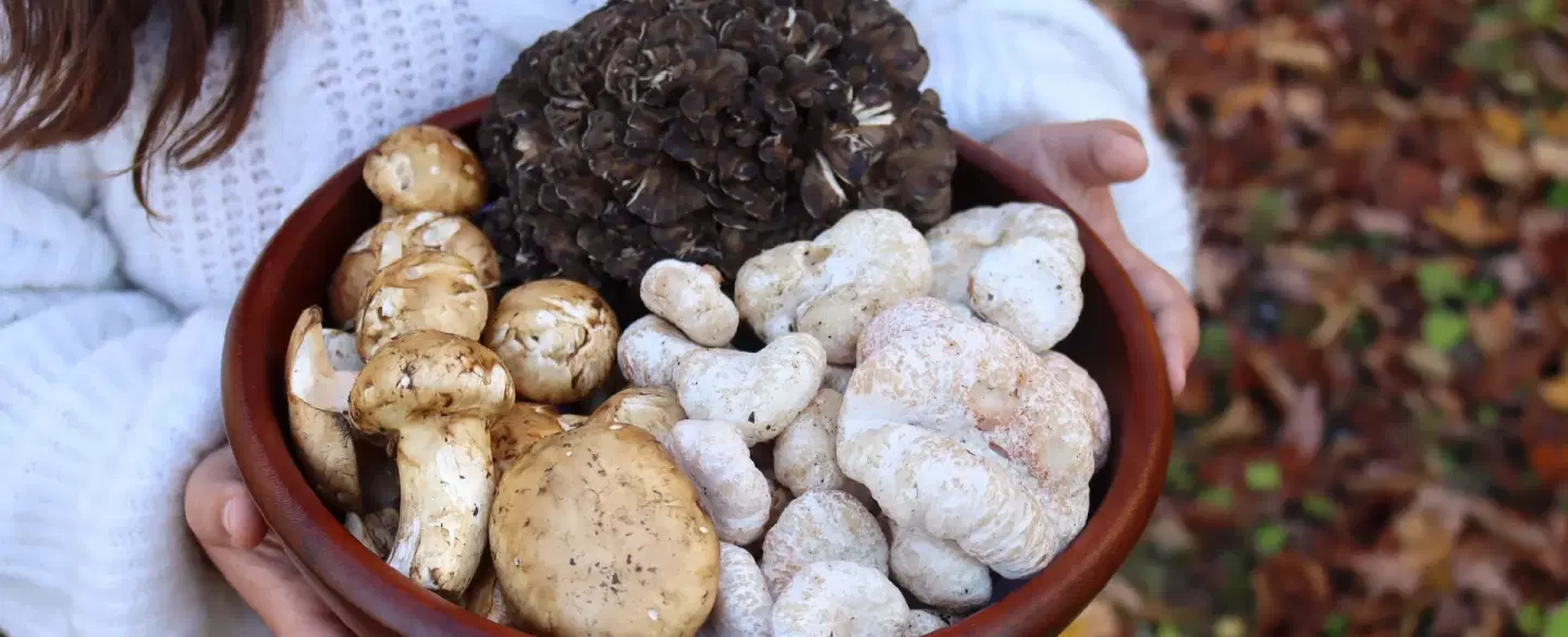 Truffle Foraging in Evia