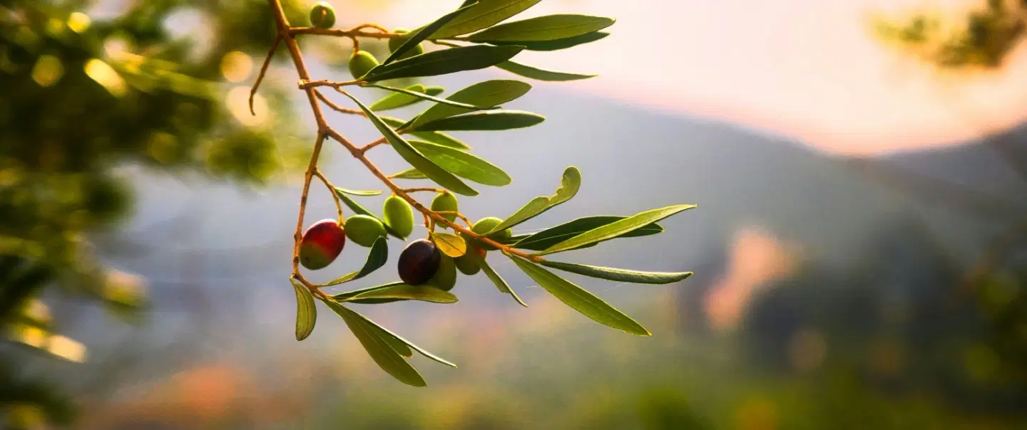 Ortigia & Olives