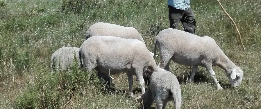 António Has An Organic Farm