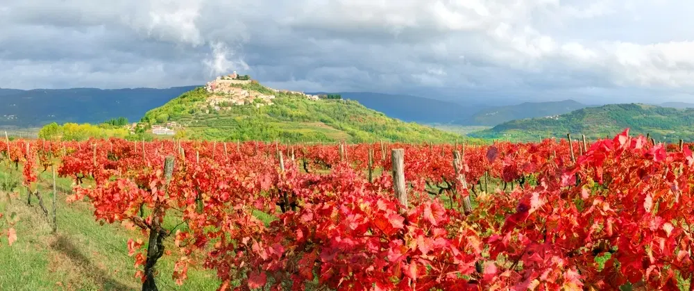 Motovun's Wine & Heritage