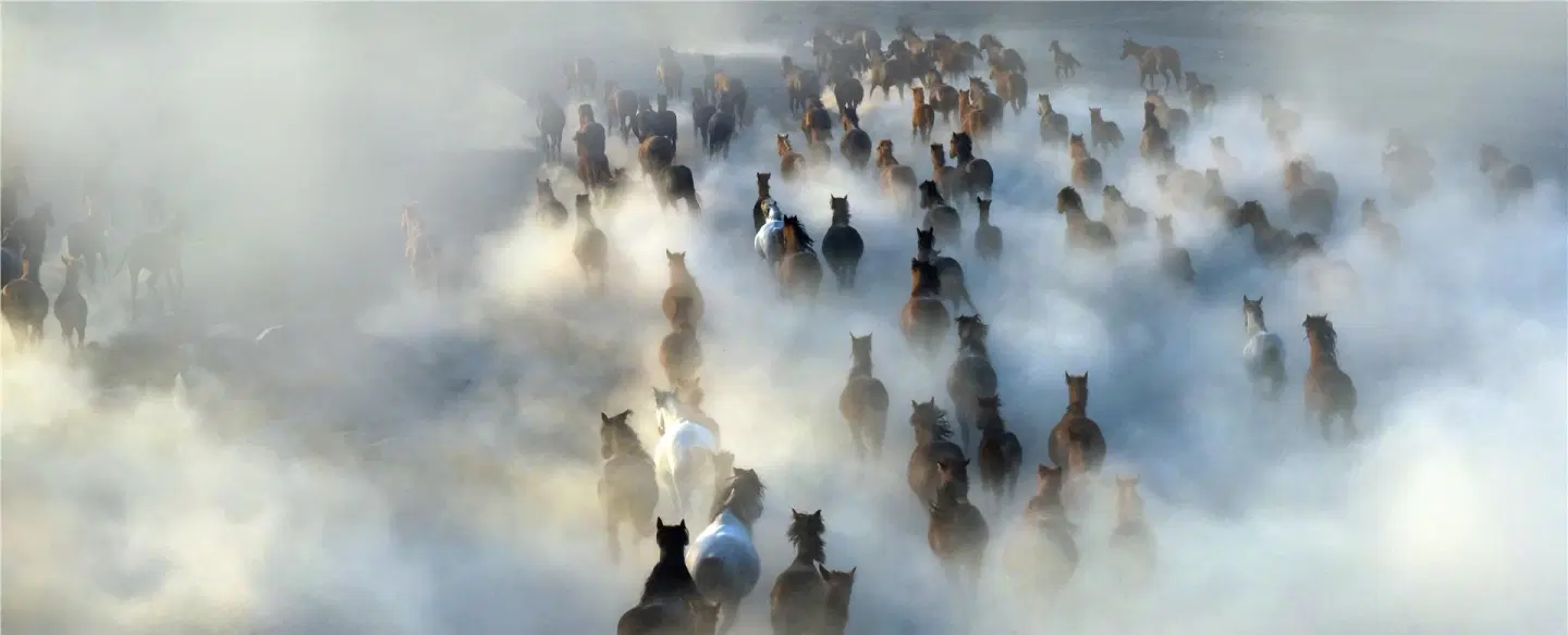 The Yilki Horses of Anatolia