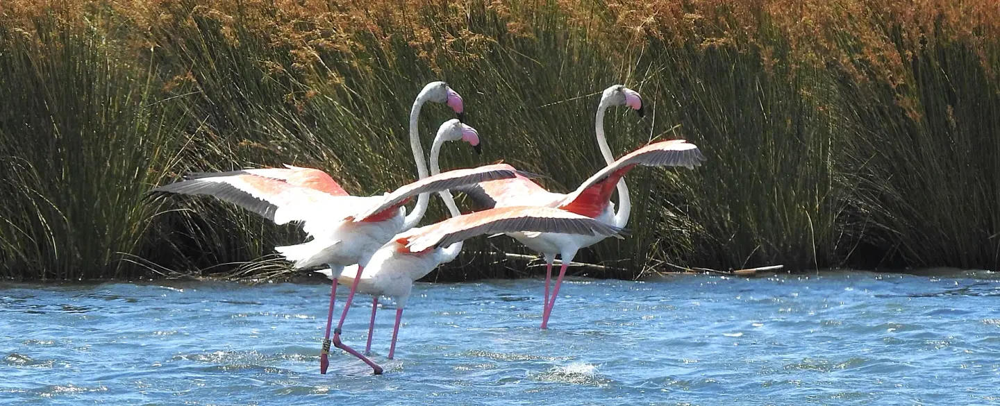 The Birdlife of Ria Formosa