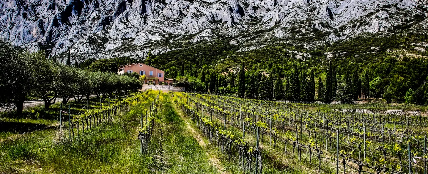 Through Cézanne's Eye