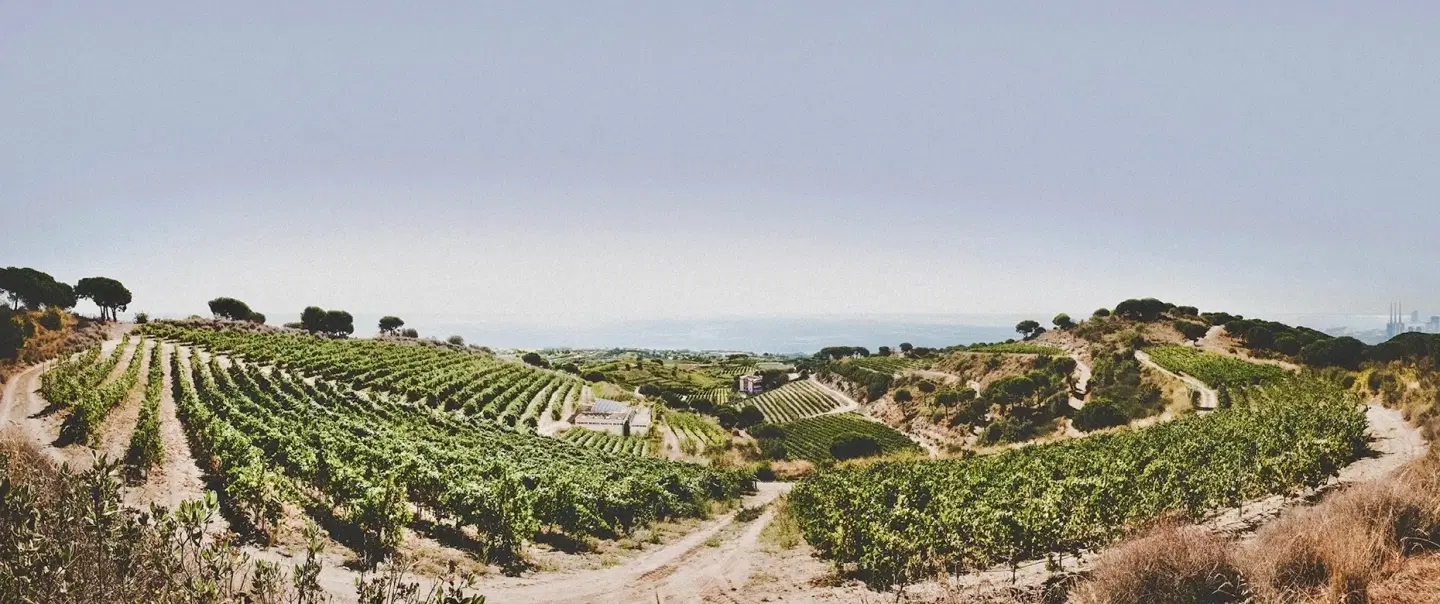 A Vineyard The Sea Found