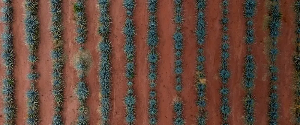 Tequila in the Lowlands