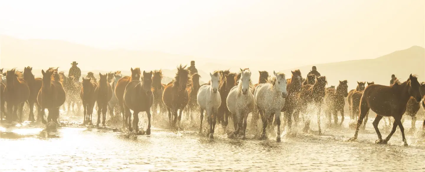Photo Workshop near Cappadocia capturing horses at sunset with Yilki horses photography expert.