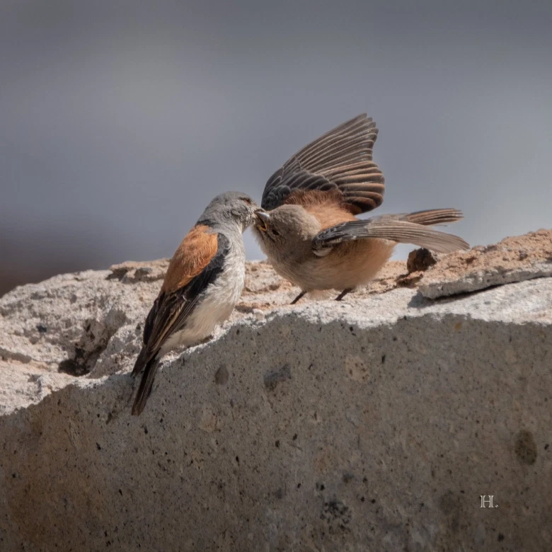 Birding Tour from San Pedro de Atacama: diademed sandpiper-plover, flamingos & rare highland birds.