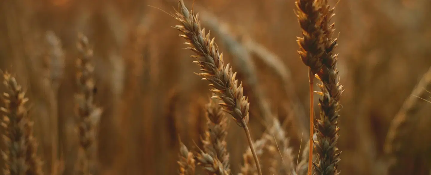 Cultivating Gratitude: A Ritual