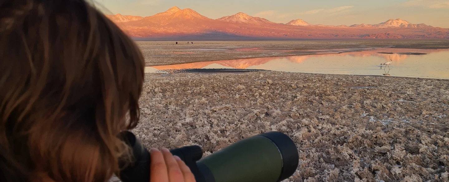 Birding Tour from San Pedro de Atacama: diademed sandpiper-plover, flamingos & rare highland birds.