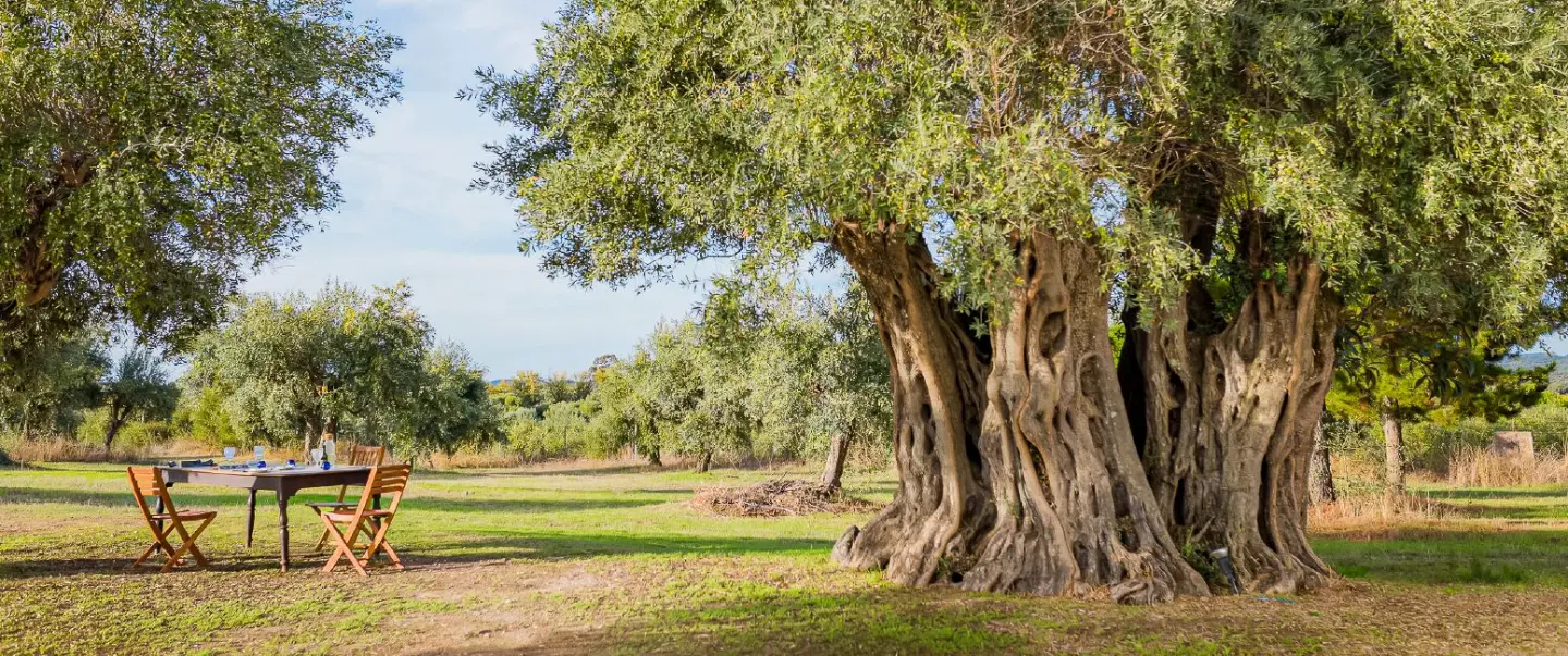 An Alentejo Love Story